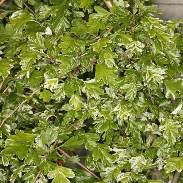 Tylppöorapihlaja Variegata