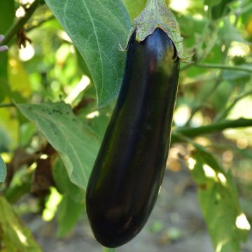 Munakoiso Baluroi F1 - Solanum melongena