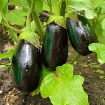 Munakoiso Bonica