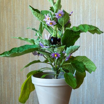 Munakoiso Ophelia F1 taimena