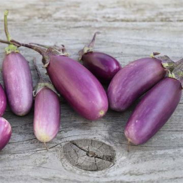 Munakoiso Pusa Purple Cluster - Ferme de Sainte Marthe