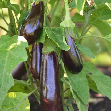 Munakoiso Violetta Lunga 2 luomu - Ferme de Sainte Marthe