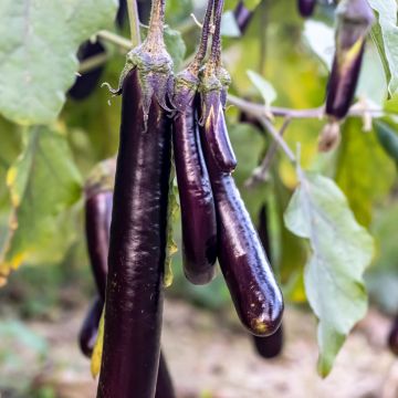 Munakoiso Viserba 3