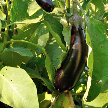Munakoiso Barbentane - Vilmorin