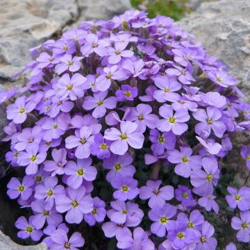 Tarharistikki Novalis Blue