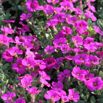 Ristikki Rose-Red
