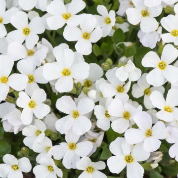 Ristikki Kitte White