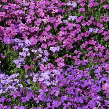 Ristikki Mixed Hybrids (siemenet)