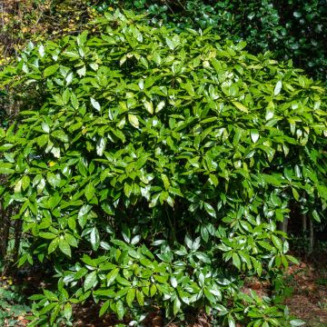 Kiiltopensas - Aucuba japonica