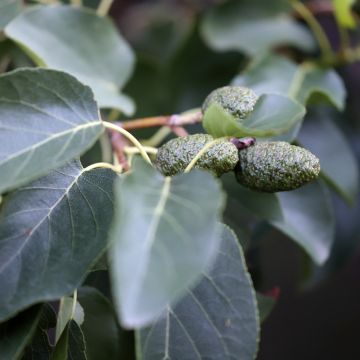 Lepä - Alnus cordata