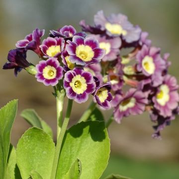 Pihaesikko - Primula x pubescens