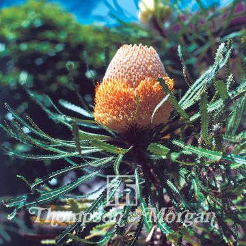 Banksia hookeriana (siemenet)