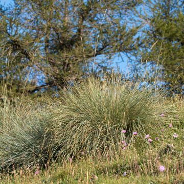 Ikikaura - Helictotrichon sempervirens