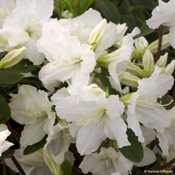 Japaninatsalea Repetita White