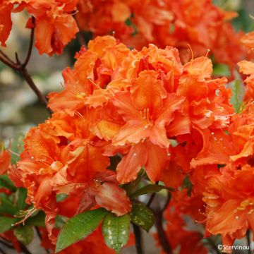 Puistoatsalea Orangeade
