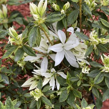 Japaninatsalea Koromo- shikibu White