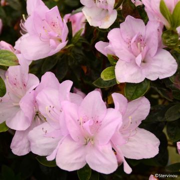 Japaninatsalea Rêve de Lilas