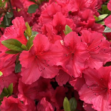 Japaninatsalea Vuyk's Scarlet