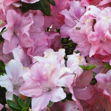 Japaninatsalea ENCORE Debutante