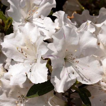 Japaninatsalea ENCORE Lily