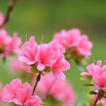 Japaninatsalea Sylvester