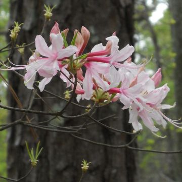 Atsalea - Rhododendron (Azalea) canescens