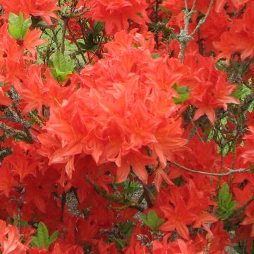 Puistoatsalea Koster's Brilliant Red