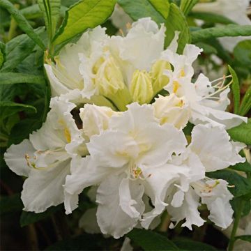 Puistoatsalea White Frills