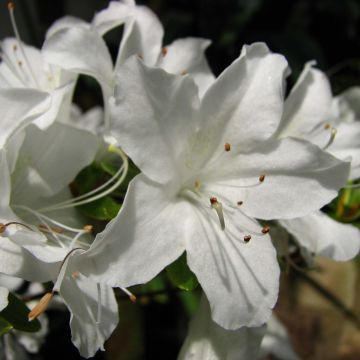Japaninatsalea Palestrina