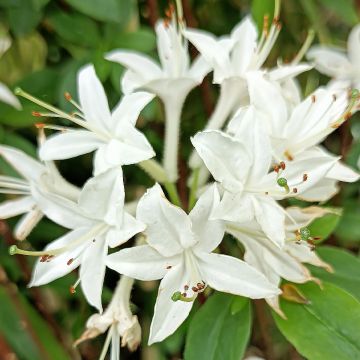 Atsalea Viscosa