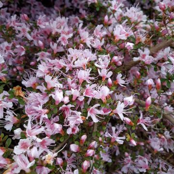 Atsalea - Rhododendron (Azalea) serpyllifolium