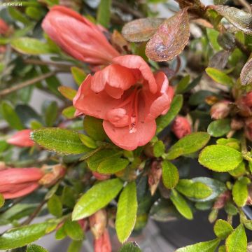 Japaninatsalea Pink Cascade