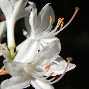 Puistoatsalea Fragrant Star