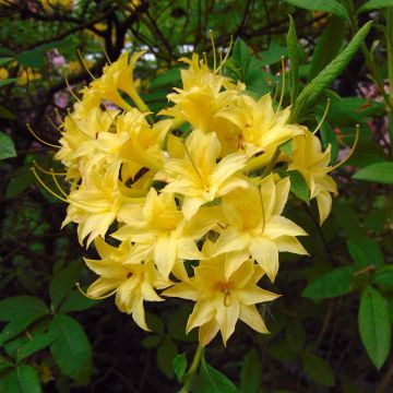 Puistoatsalea Narcissiflora
