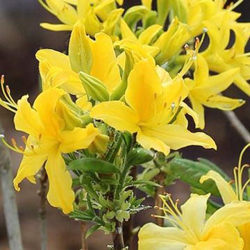 Floridanatsalea - Rhododendron austrinum