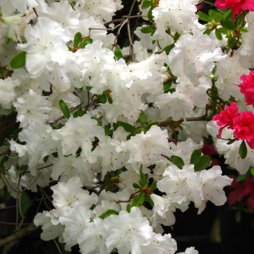 Japaninatsalea Adonis