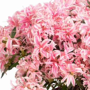 Japaninatsalea Pink Spider