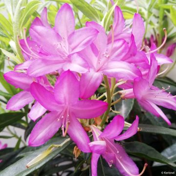 Atsalea - Rhododendron x gowenianum