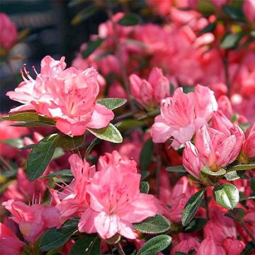 Japaninatsalea Blaauw's pink
