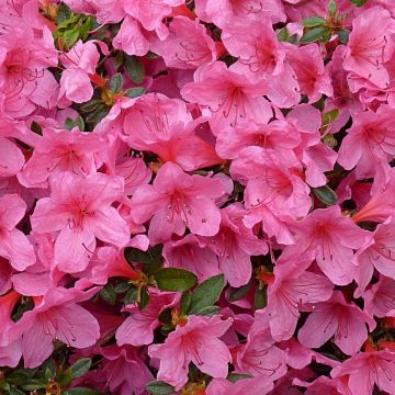 Japaninatsalea Mme Van Hecke