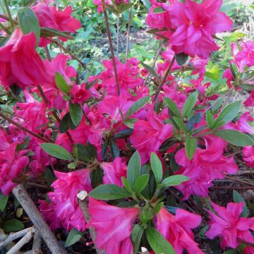 Japaninatsalea Rosa King