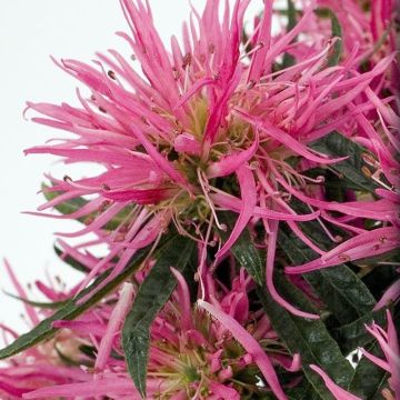 Japaninatsalea Star Style Pink