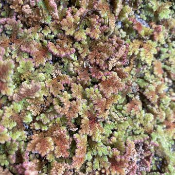 Limaskasaniainen - Azolla pinnata