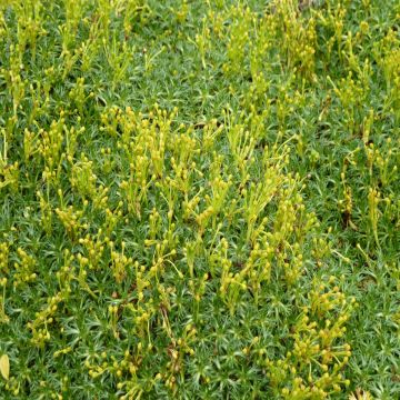 Atsorella - Azorella trifurcata