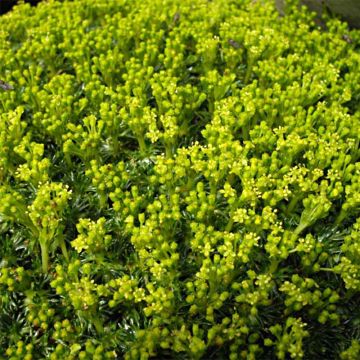 Atsorella Nana
