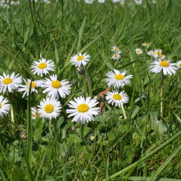 Kaunokainen - Bellis perennis