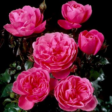 Floribundaruusu Berleburg