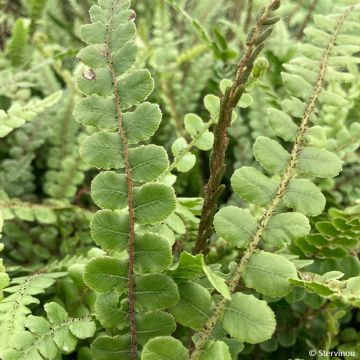 Kampasaniainen - Blechnum fluviatile