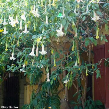 Tuoksupasuuna - Brugmansia arborea