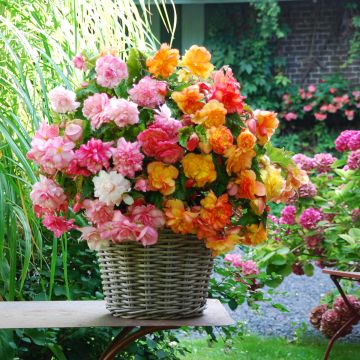 Riippubegonia Golden Pink